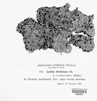 Trapeliopsis granulosa image